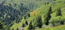 Alm mit Heustadel am Wechsel in der Gemeinde Brenner Alm mit Heustadel am Wechsel in der Gemeinde Brenner